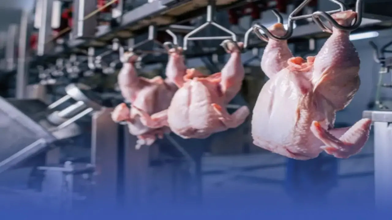 إنجاز عالمي جديد.. إنتاج السعودية من الدواجن يقفز إلى 1.2 مليون طن